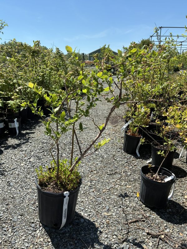 Rows of small potted fruit trees on a gravel lot under a clear blue sky in a plant nursery, tags visible on the pots.