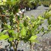 Blueberry shrub with unripe green berries on the branches in a plant nursery setting.
