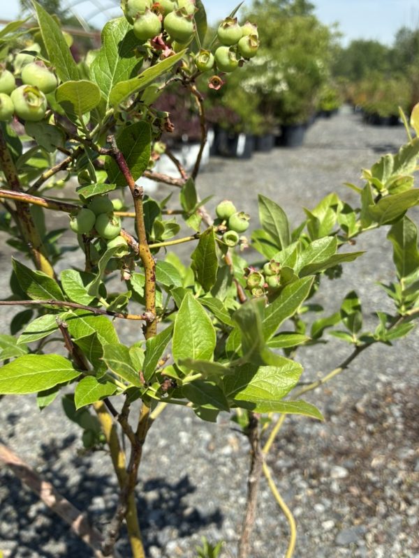 Blueberry shrub with unripe green berries on the branches in a plant nursery setting.