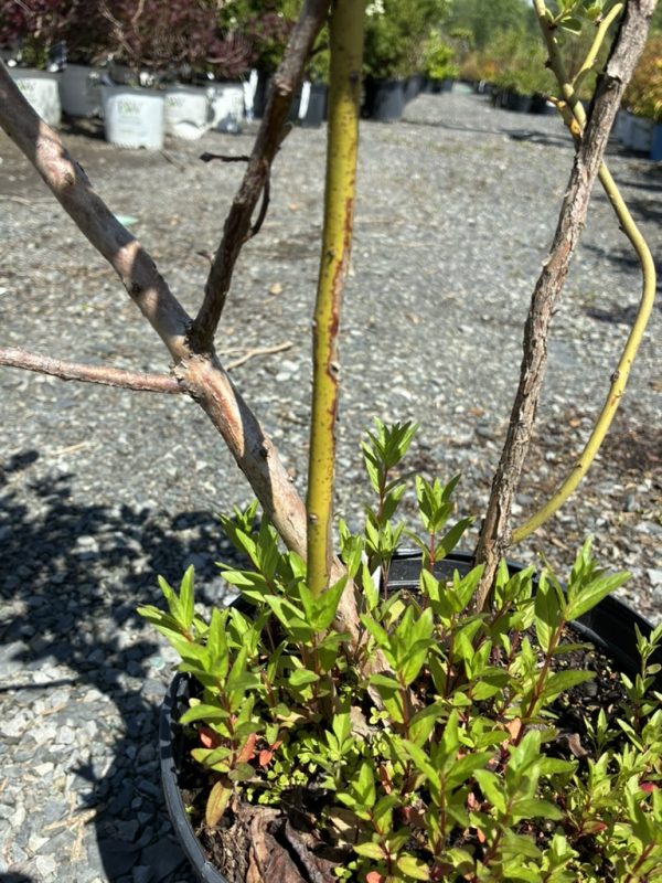 Potted shrub with bright green new leaves and a yellow stake, in a gravel nursery lot.