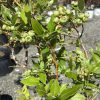 Green unripe berries forming clusters on a woody shrub with glossy green leaves in bright sunlight.