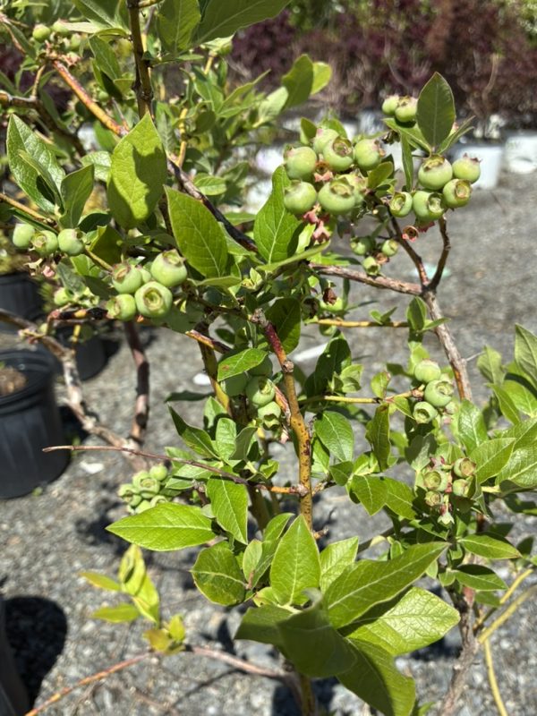 Green unripe berries forming clusters on a woody shrub with glossy green leaves in bright sunlight.