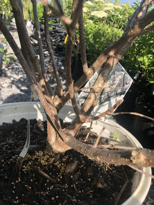 Close-up of a potted plant with bare brown branches; small yellow fertilizer pellets are scattered in the soil, and a plant tag hangs from a branch in the foreground.