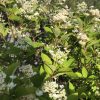 White clusters of small blossoms on a leafy shrub, basking in bright sun (likely a viburnum) with green serrated leaves in a garden setting.