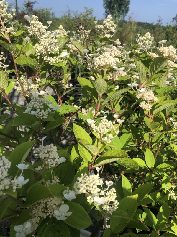 White clusters of small blossoms on a leafy shrub, basking in bright sun (likely a viburnum) with green serrated leaves in a garden setting.