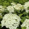 White hydrangea blossoms in a garden with green foliage in the background