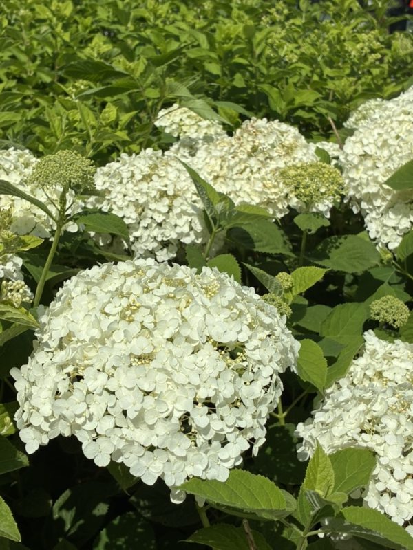 White hydrangea blossoms in a garden with green foliage in the background