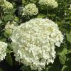 White hydrangea flower head in full bloom among green leaves