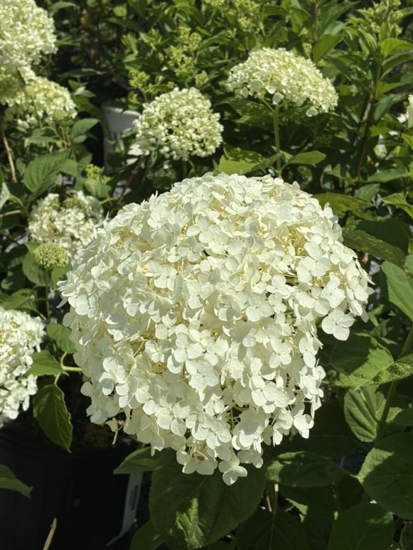 White hydrangea flower head in full bloom among green leaves