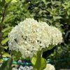 White hydrangea blossom cluster in sunlight with green, serrated leaves nearby.