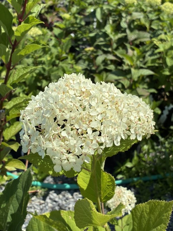White hydrangea blossom cluster in sunlight with green, serrated leaves nearby.