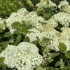 White hydrangea blooms in a garden, large rounded flower clusters with lush green leaves