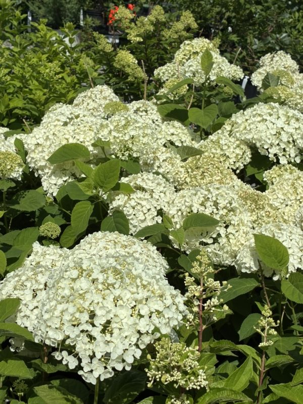 White hydrangea blooms in a garden, large rounded flower clusters with lush green leaves