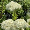 White hydrangea blossoms form large rounded clusters in a sunny garden, surrounded by green leaves.