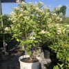 White-flowered ornamental shrub in a white bucket planter outdoors, with dense green leaves and a blue sky backdrop.
