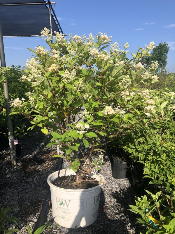 White-flowered ornamental shrub in a white bucket planter outdoors, with dense green leaves and a blue sky backdrop.