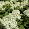 White hydrangea blossoms in a garden with lush green leaves.