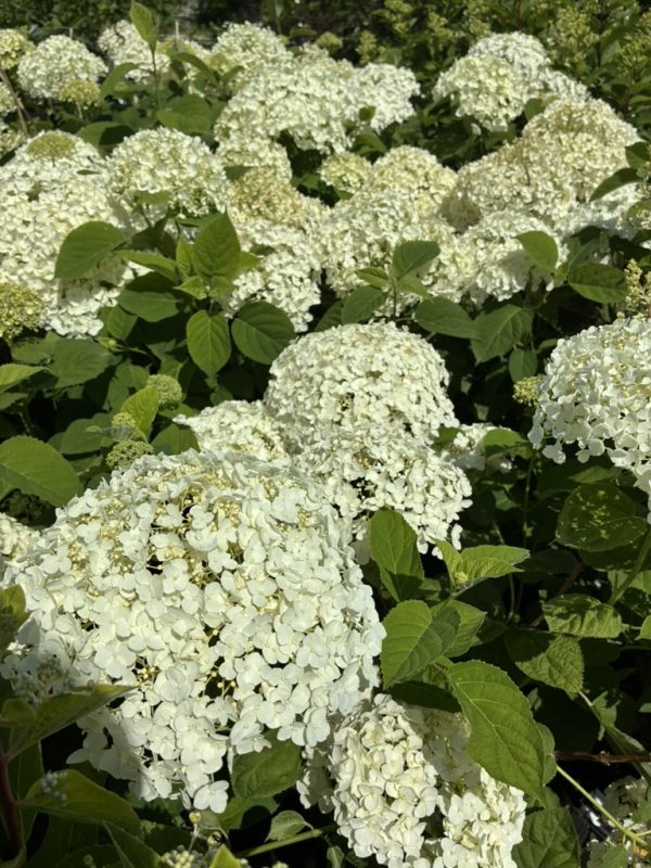 White hydrangea blossoms in a garden with lush green leaves.