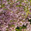 Clusters of pale pink cherry blossoms densely cover a flowering branch with green leaves nearby.
