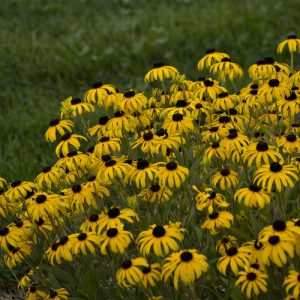 American Gold Rush Black Eyed Susan-Perennial-2 - Grasshopper Gardens
