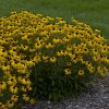 American Gold Rush Black Eyed Susan-Perennial-3 - Grasshopper Gardens