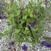 Plant with purple flowers and green serrated leaves growing among gray gravel in a garden bed