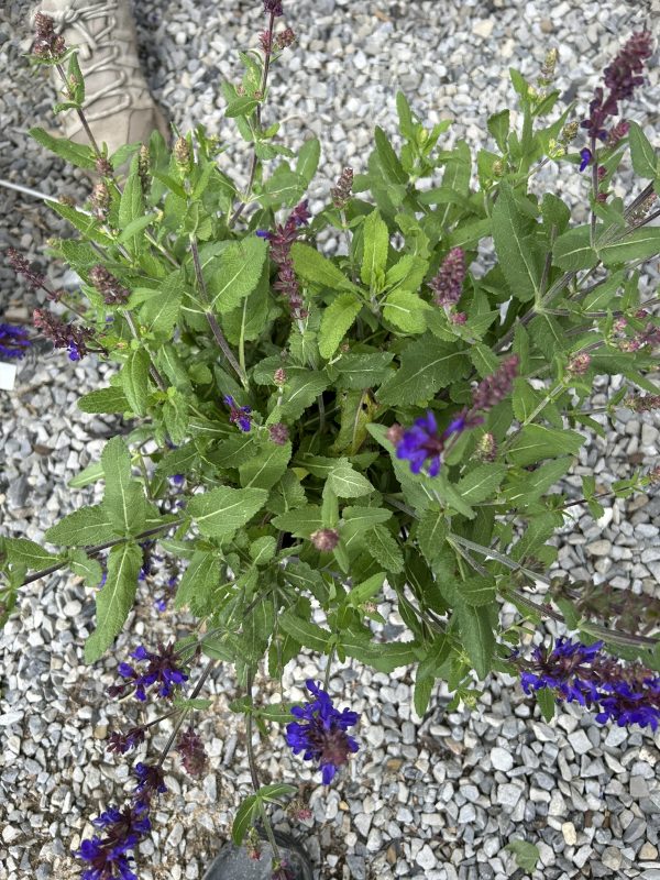 Plant with purple flowers and green serrated leaves growing among gray gravel in a garden bed