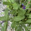 Close-up of a herb plant with serrated fuzzy green leaves and slender stems bearing small purple flowers.