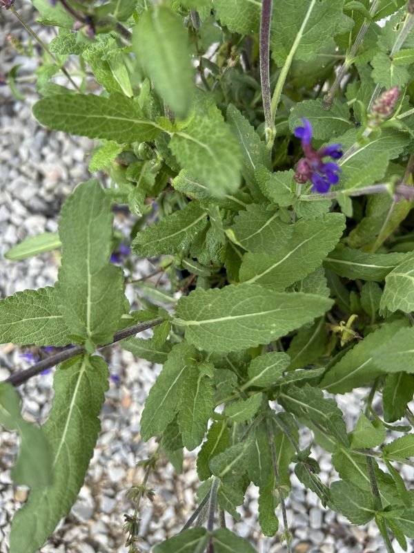 Close-up of a herb plant with serrated fuzzy green leaves and slender stems bearing small purple flowers.