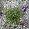 Brown hiking shoe on gray gravel with purple flowering plant at the edge of the frame.