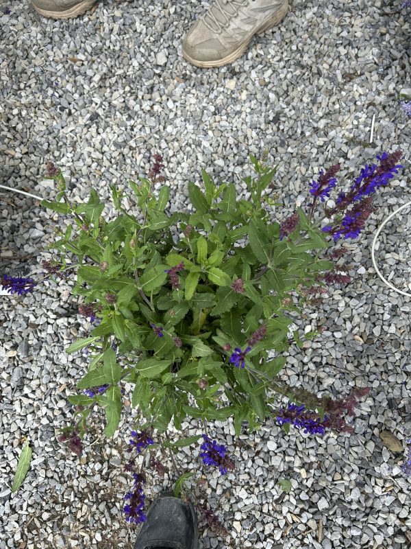 Brown hiking shoe on gray gravel with purple flowering plant at the edge of the frame.