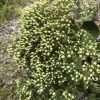 Close-up of dense clusters of pale green flower buds on a leafy shrub.