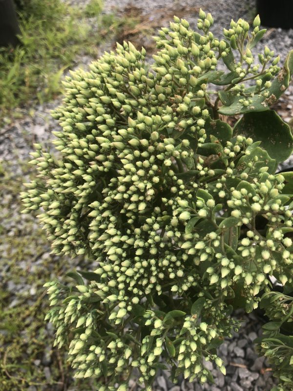 Close-up of dense clusters of pale green flower buds on a leafy shrub.
