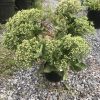 Potted evergreen shrub with dense clusters of pale green flower buds in a gravel yard.