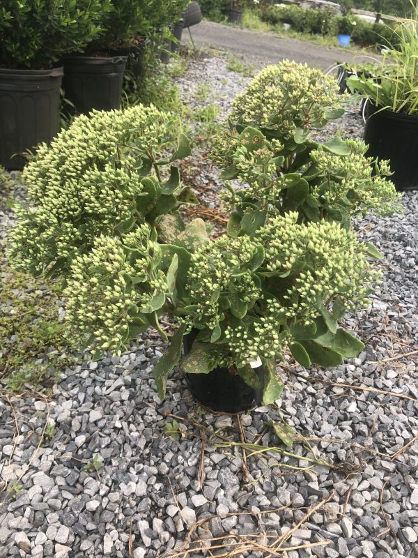 Potted evergreen shrub with dense clusters of pale green flower buds in a gravel yard.