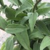 Close-up of green, narrow, slightly fuzzy leaves with visible veins on a woody stem (sage-like plant).