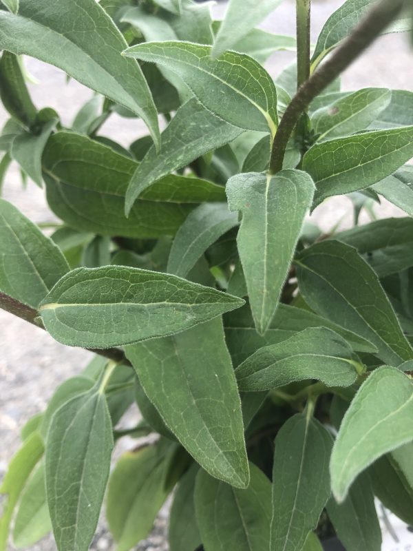 Close-up of green, narrow, slightly fuzzy leaves with visible veins on a woody stem (sage-like plant).