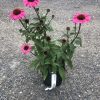 Potted pink coneflower (Echinacea) plant with dark brown centers on a gravel surface, several blooms and unopened buds visible.
