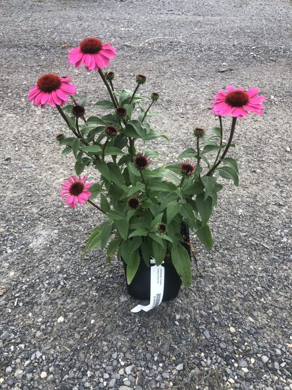 Potted pink coneflower (Echinacea) plant with dark brown centers on a gravel surface, several blooms and unopened buds visible.