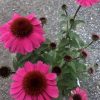 Bright pink echinacea flowers with dark brown centers against a gravel background