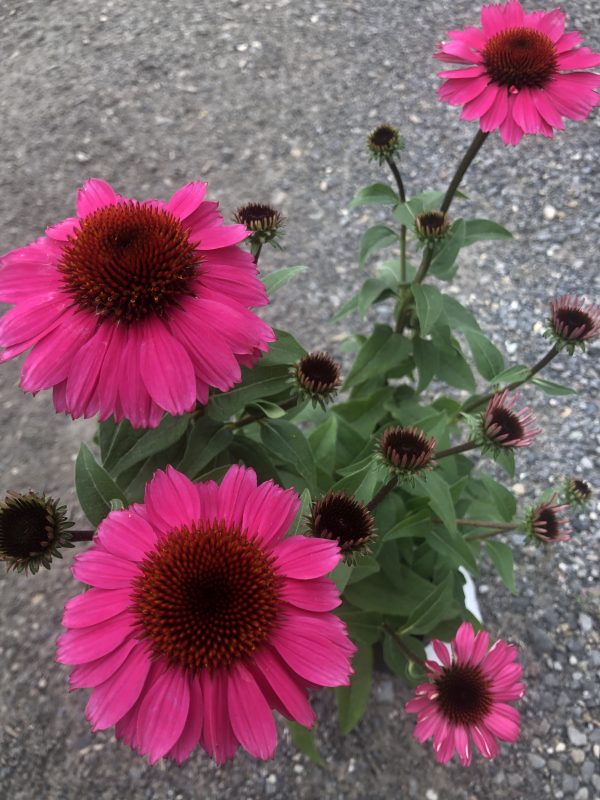 Bright pink echinacea flowers with dark brown centers against a gravel background