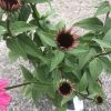 Pink coneflowers (Echinacea) with dark brown centers on green leafy stems against a gravel ground backdrop.