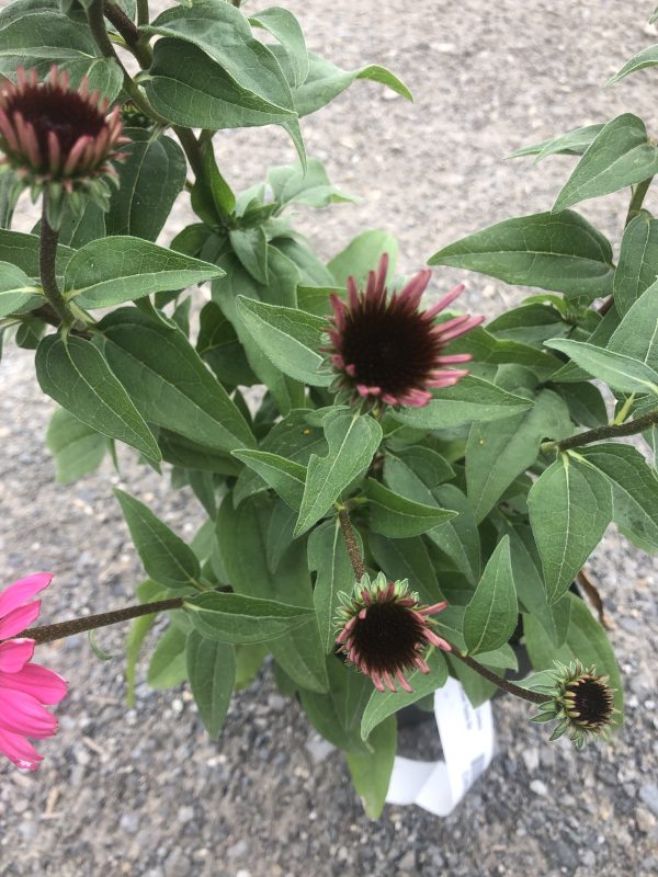 Pink coneflowers (Echinacea) with dark brown centers on green leafy stems against a gravel ground backdrop.