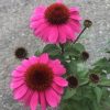 Bright pink coneflower (Echinacea) with a spiky brown center, close-up in a garden setting