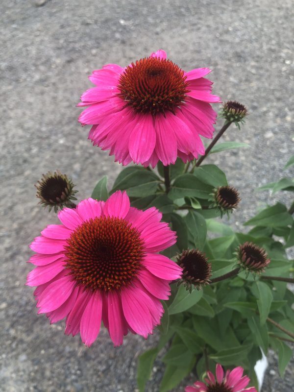Bright pink coneflower (Echinacea) with a spiky brown center, close-up in a garden setting