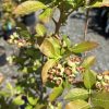 Close-up of a shrub branch with bronze-tinged leaves and clusters of small green berries edged in pink-red.