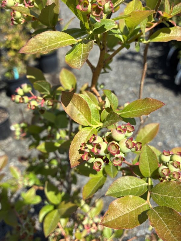 Close-up of a shrub branch with bronze-tinged leaves and clusters of small green berries edged in pink-red.