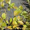 Close-up of a potted shrub with oval yellow-green leaves on thin brown stems, outdoors on a gravel surface.
