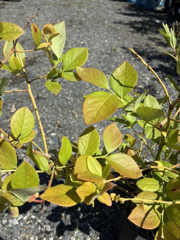 Close-up of a potted shrub with oval yellow-green leaves on thin brown stems, outdoors on a gravel surface.