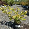 Rows of potted shrubs lined up in a gravel lot at a plant nursery, with a foreground branch of green leaves.